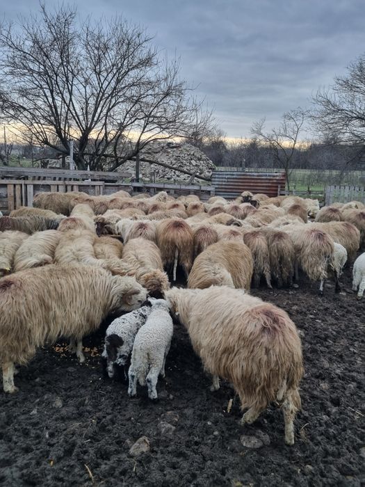 Vand aprox 270 de oi turcane cu miei cam jumatate fatate fatate