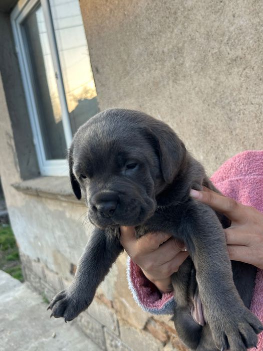 Кане Корсо Женски