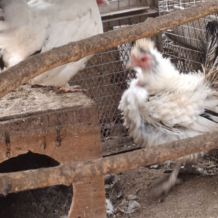 Продам карликовых петушков и курочек!