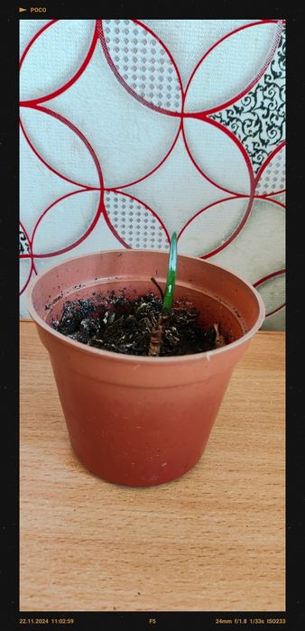 Продам цветы комнатные.