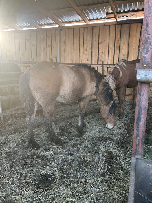 Мұғалжар құнан ..