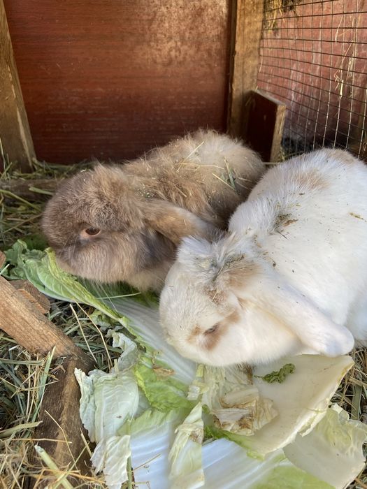 Кролики продаю срочно