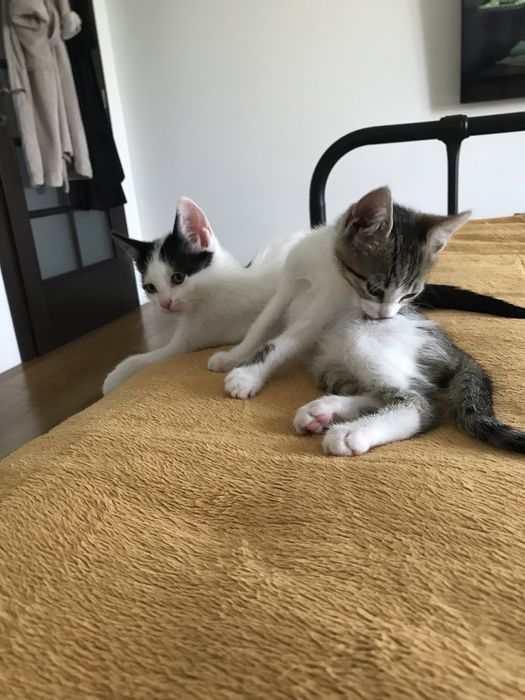 Gratuit- Adoptie responsabila pui de pisuca