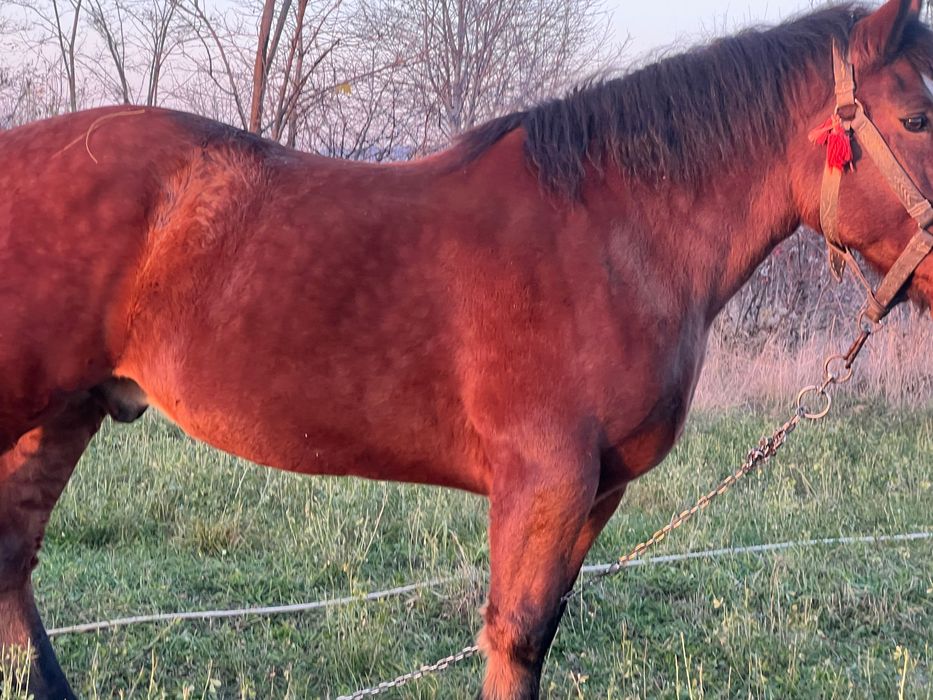 Vand armasar in varsta de 7 ani