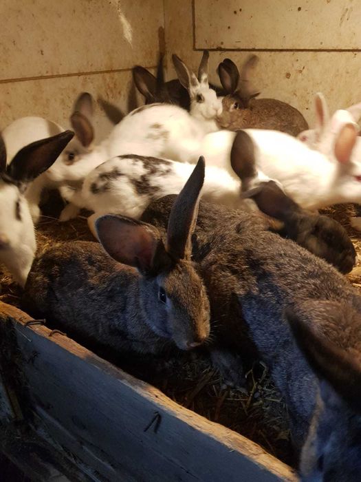 Iepuri de vanzare 3 luni 80 lei bucate, 150 lei 2, Movilita ,Vrancea