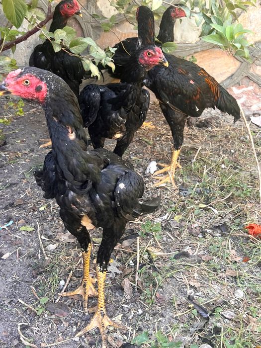 Даканглар сотилади