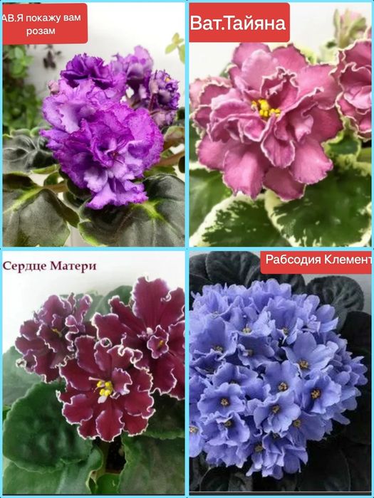 Продам детки сортовых фиалочек