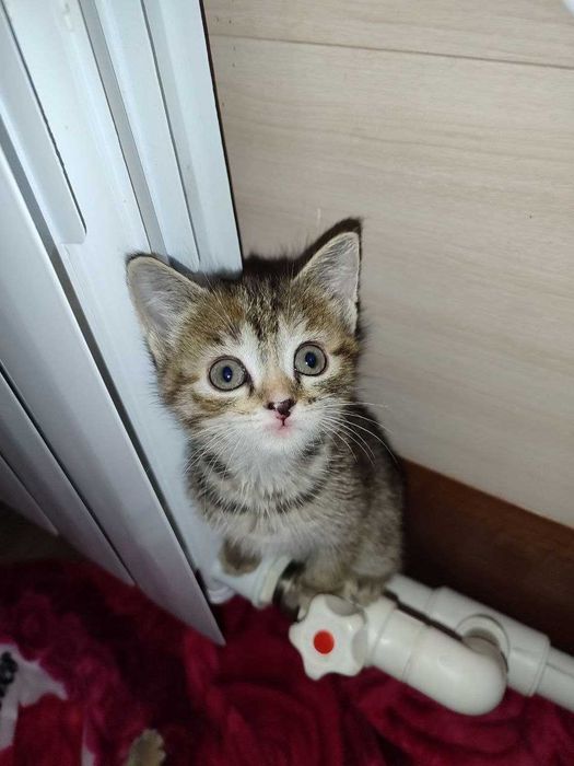 Отдам милых котят
