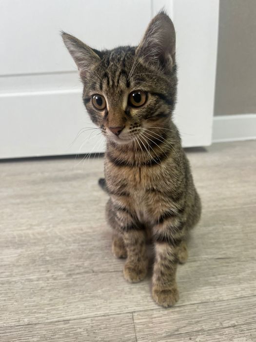 Отдам кошку табби, в добрые руки