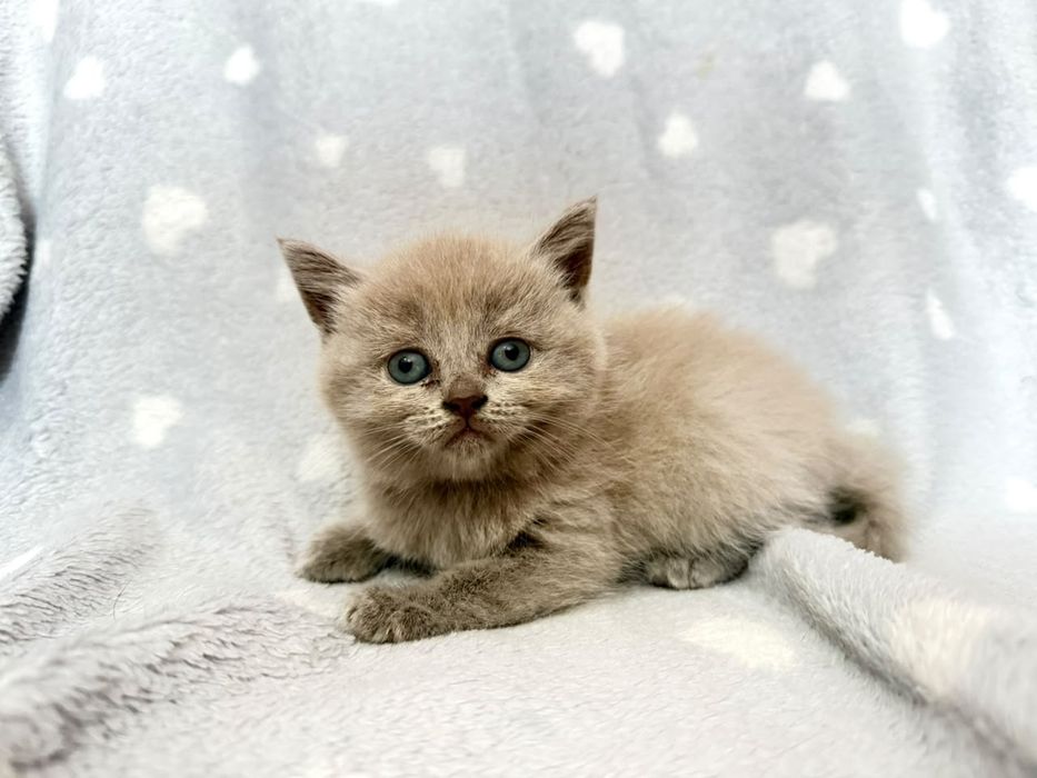 Котята  Кошки  Британские