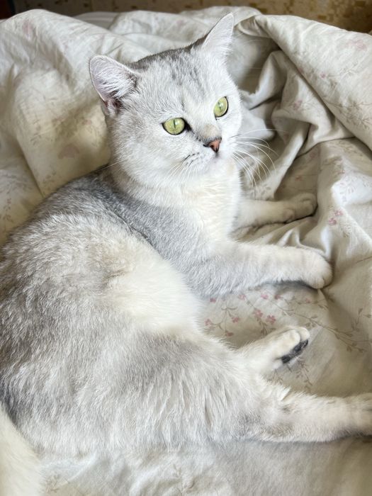 Премиум вязка. Шотландский Фолд шиншила