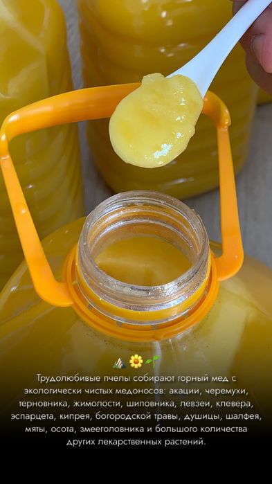 Қатон қарағай балы мед Катон Карагай