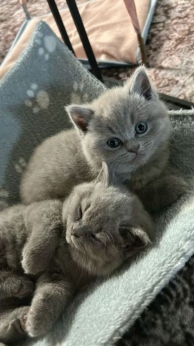 Продам британских котят