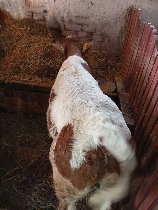 Vând 3 viței de 2 luni (2 tăurași și o vițea)