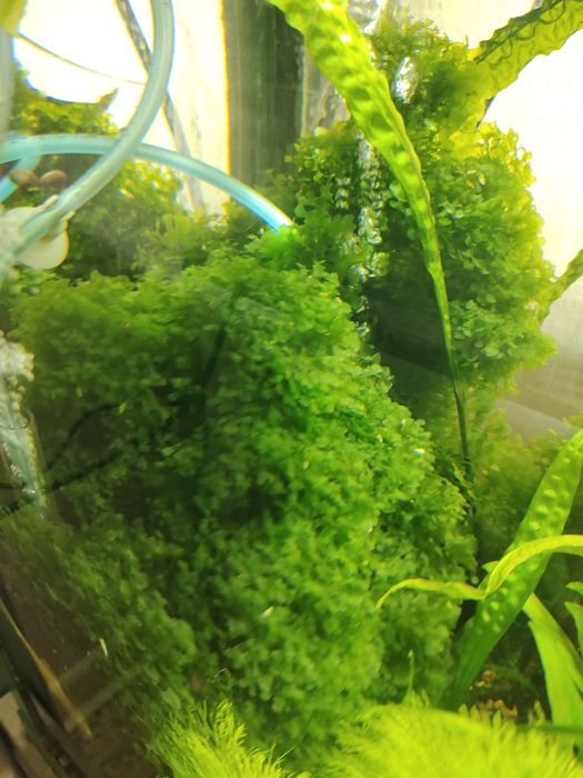 Продам аквариумное растения