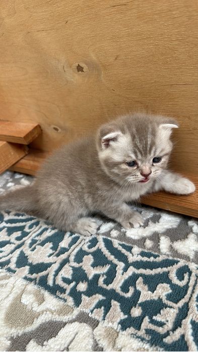 продаётся милые котята пародисты 100k 120k