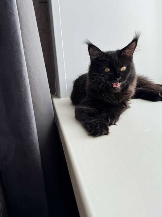 Продам кошечку породы Мейн-кун