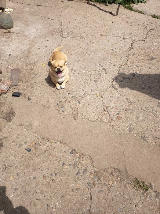 Подарявам пекинез