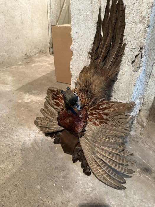 Продавам препариран фазан