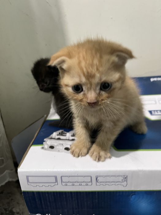 Шотландский вислоухи 6 шт