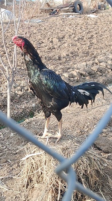 Дакан семейка сатылады