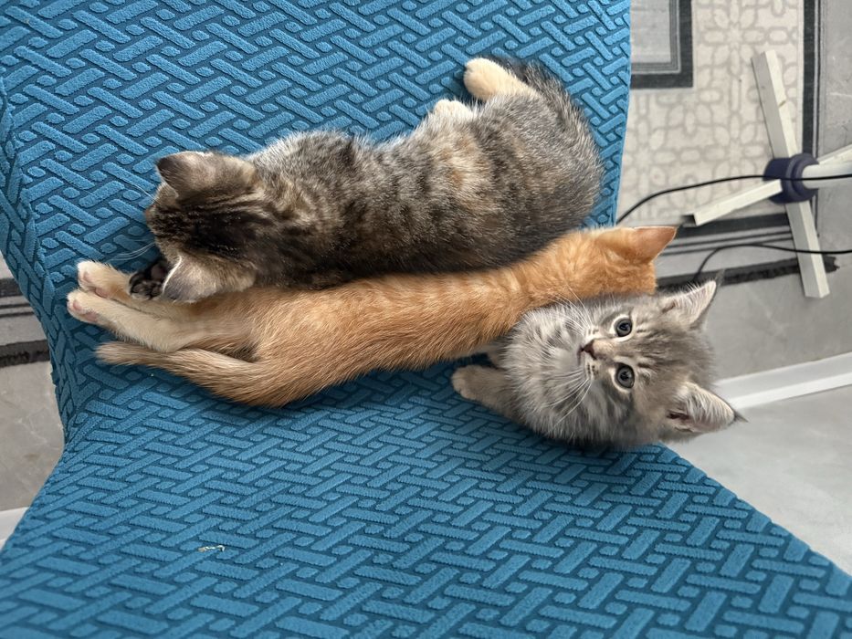 Котята один мальчик и одна девочка