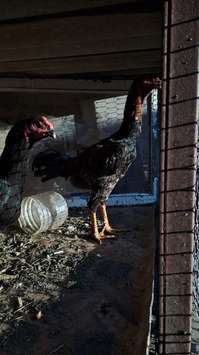 Дакан бойцовский петух