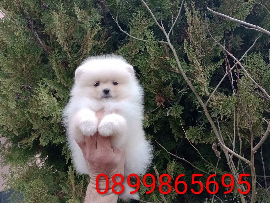 Померани на различни възрасти!!