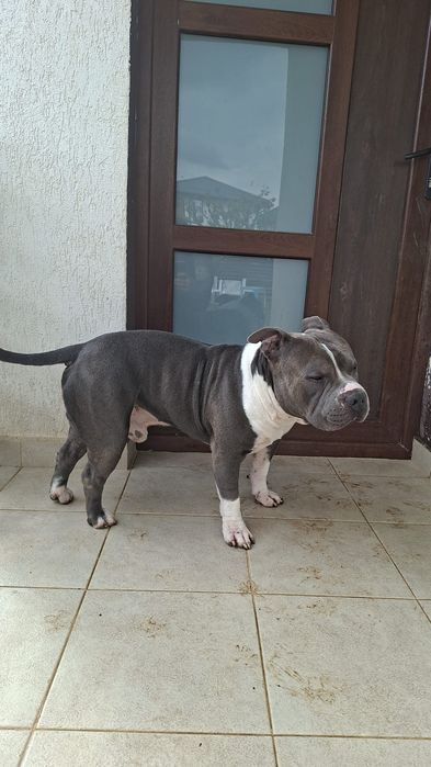 Catel 3 ani ofer spre adoptie