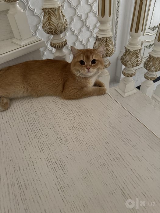 Кошка британский