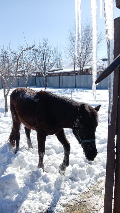 Продам жеребчика