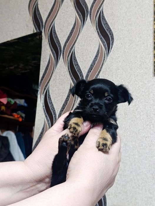 Русский Той терьер