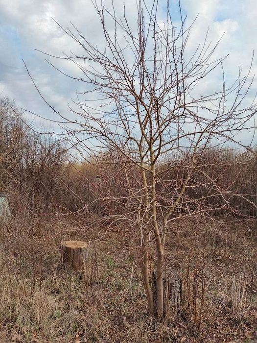 дачный участок с/к Олимпиец