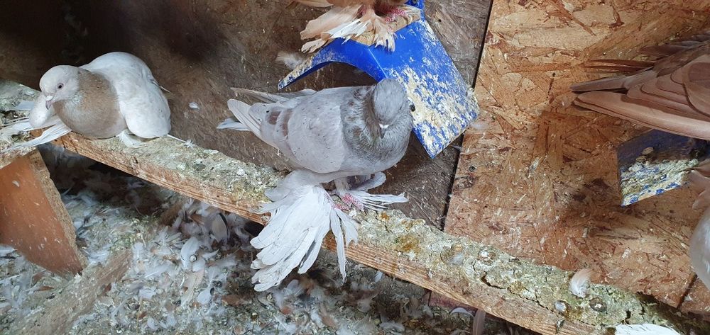 Голуби бойные разных мастей