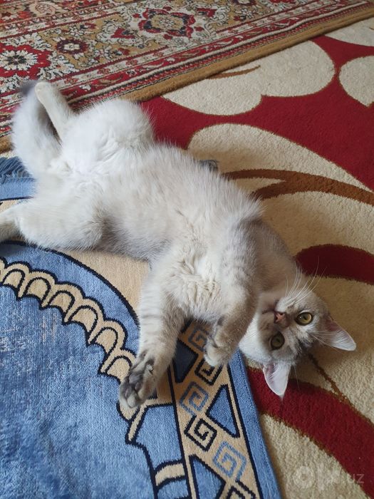 Sotiladi ug'il mushuk