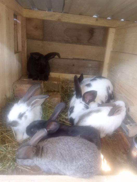 Продам кролчиху с кролчатами и Крола