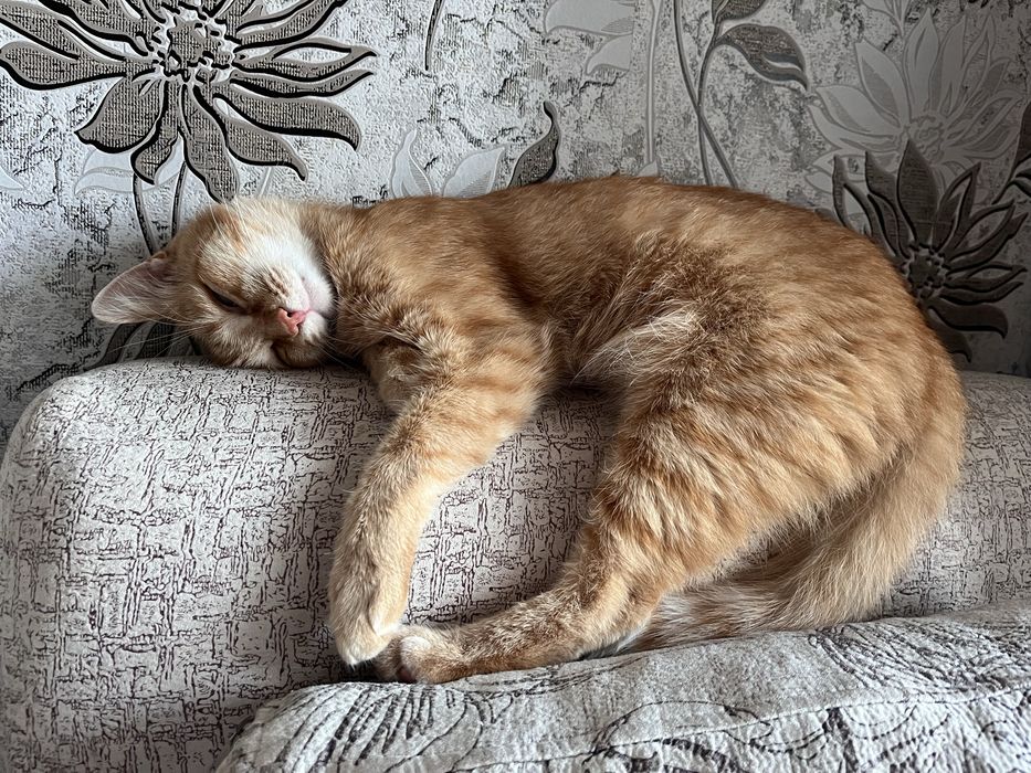 Милый рыжий котик
