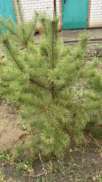 Сосна, елки в Актобе