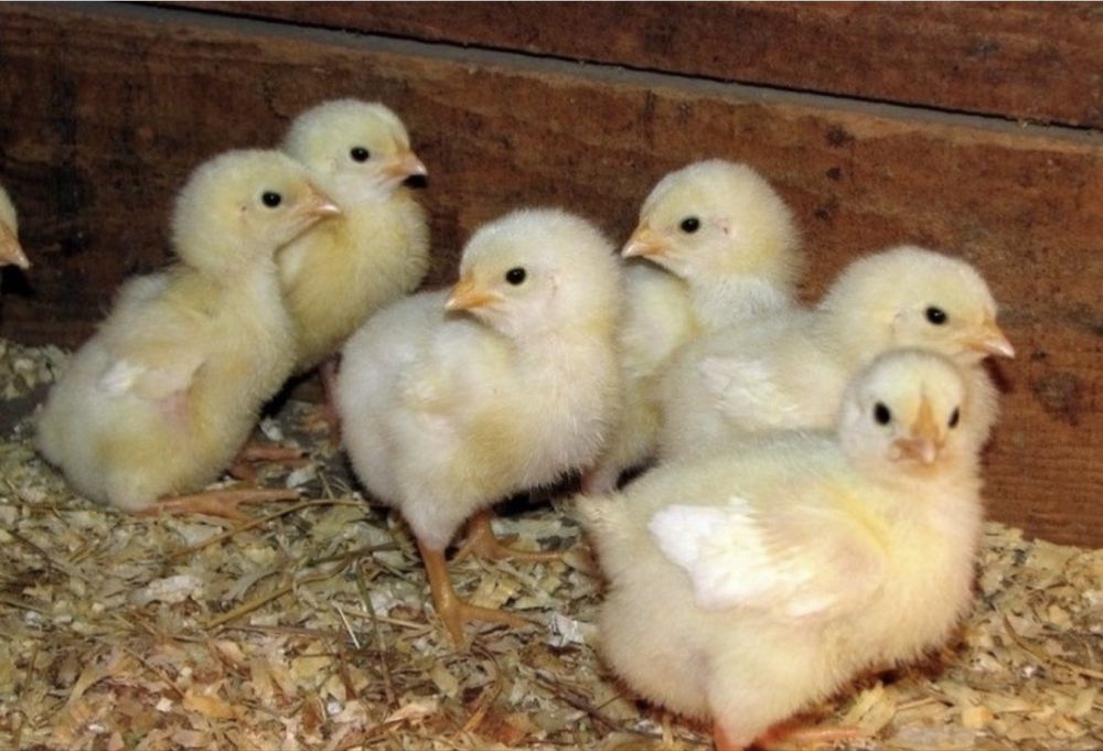 Инкубационный яйцо бройлера