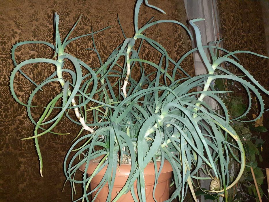 Алое Вера лечебно на стръкове