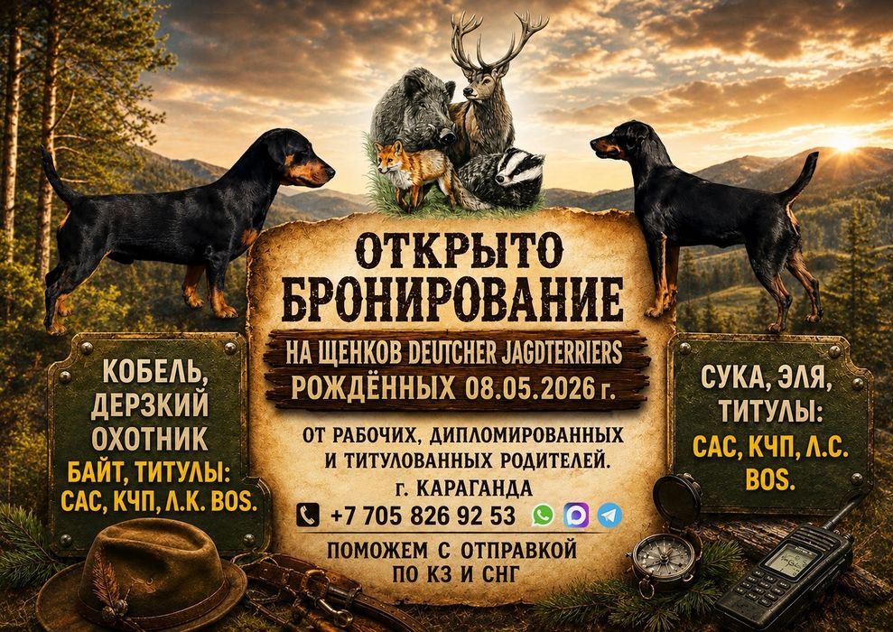 Щенки Ягд Терьера