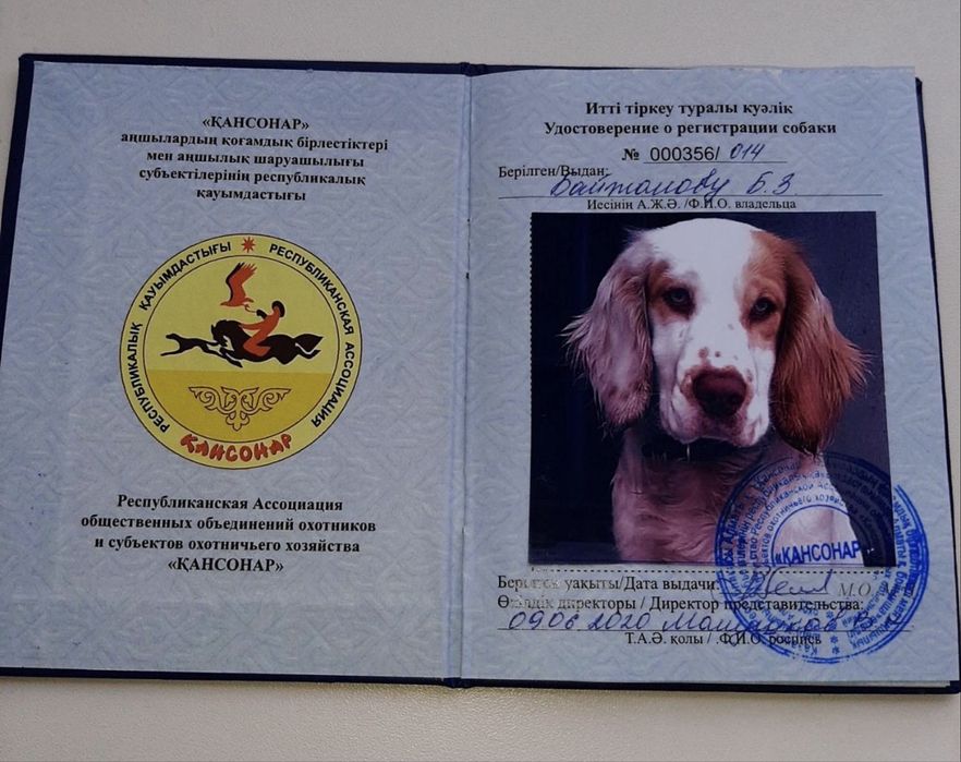 Щенки русского спаниеля