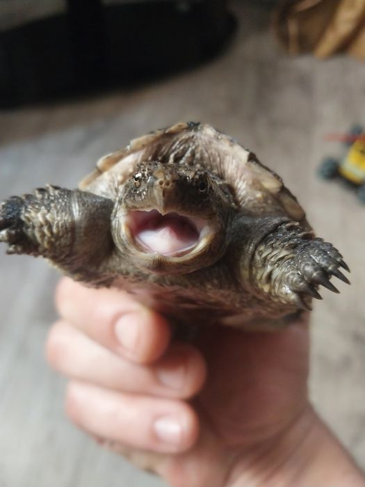 Грифовая черепаха