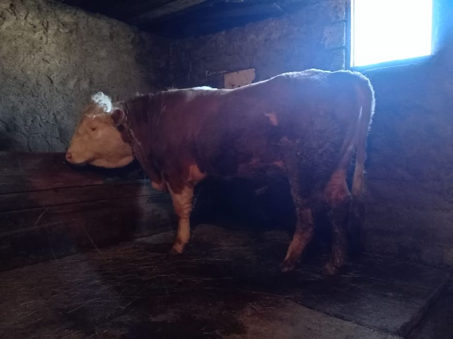 Крупно рогатый скот