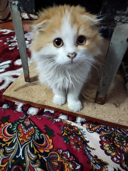 Мушукча сотилади