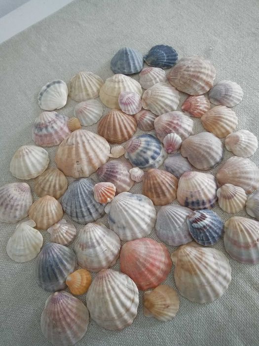 Рапани  и  миди  за декорация