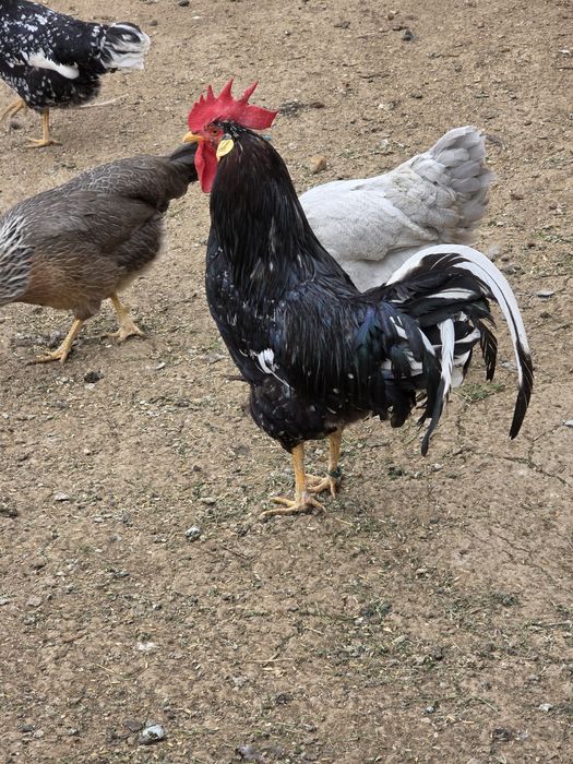 Gaini italiene bobate  4+1