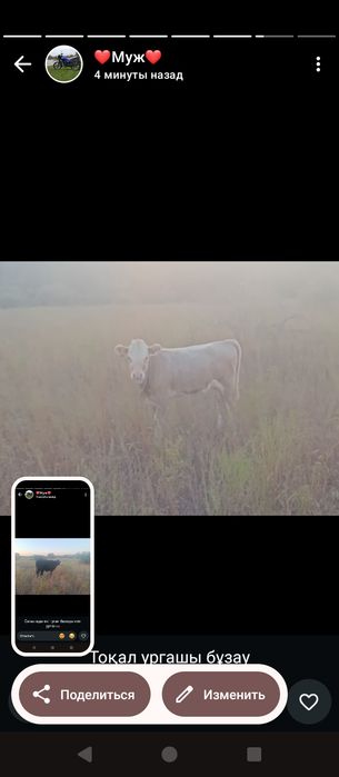 Продам коров ,подсос