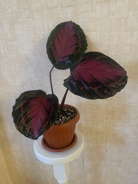 Комнатные цветы в горшках адаптированные