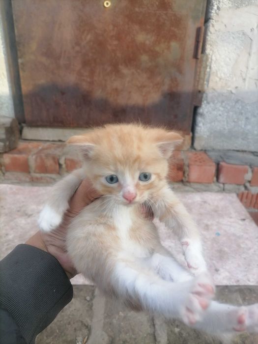 Одам в хорошие руки котет
